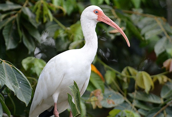 SCHNEESICHLER, WHITE IBIS, EUDOCIMUS ALBUS