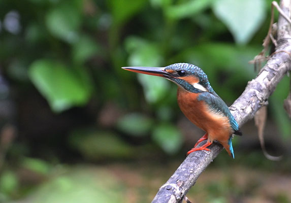 EISVOGEL, COMMON KINGFISHER, ALCEDO ATTHIS