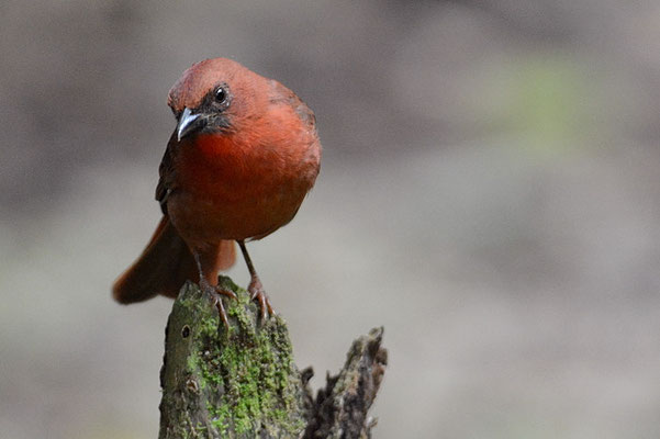 ROTKEHL-AMEISENTANGARE, RED-THROATED ANT-TANAGER, HABIA FUSCICAUDA 