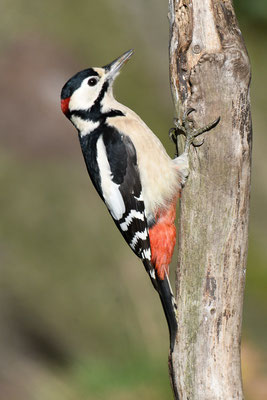 BUNTSPECHT, GREAT SPOTTED WOODPECKER, DENDROCOPOS MAJOR