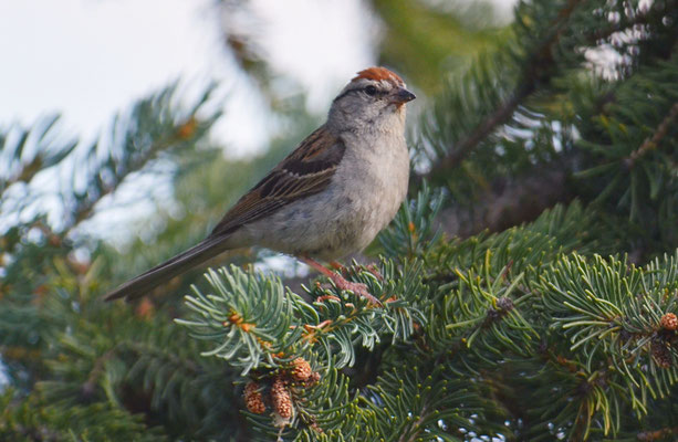 SCHWIRRAMMER, CHIPPING SPARROW, SPIZELLA PASSERINA