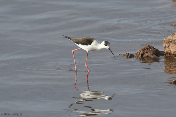 STELZENLÄUFER, BLACK-WINGED STILT, HIMANTOPUS HIMANTOPUS
