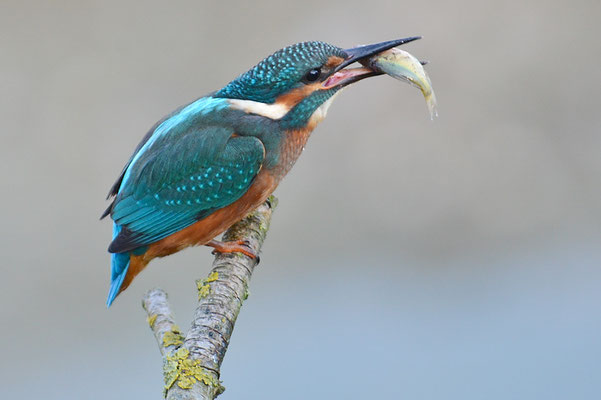 EISVOGEL, COMMON KINGFISHER, ALCEDO ATTHIS