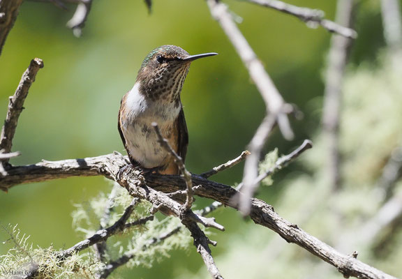 VULKANELFE, VULCANO HUMMINGBIRD, SELASPHORUS FLAMMULA