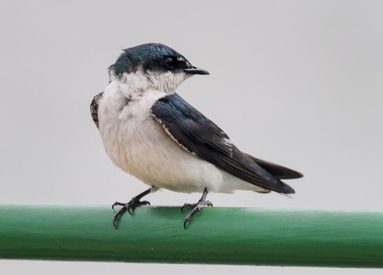 MANGROVENSCHWALBE, MANGROVE SWALLOW, TACHYCINETA ALBILINEA