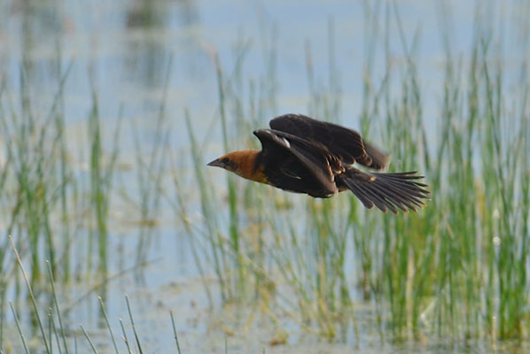 GELBKOPF-SCHWARZSTÄRLING, YELLOW-HEADED BLACKBIRD, XANTHOCEPHALUS XANTHOCEPHALUS