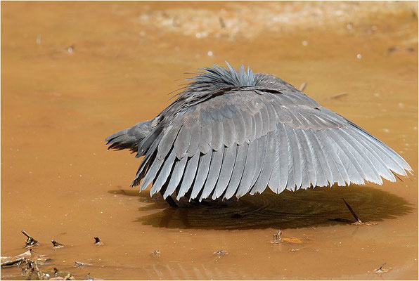 GLOCKENREIHER, BLACK EGRET, EGRETTA ARDESIACA 