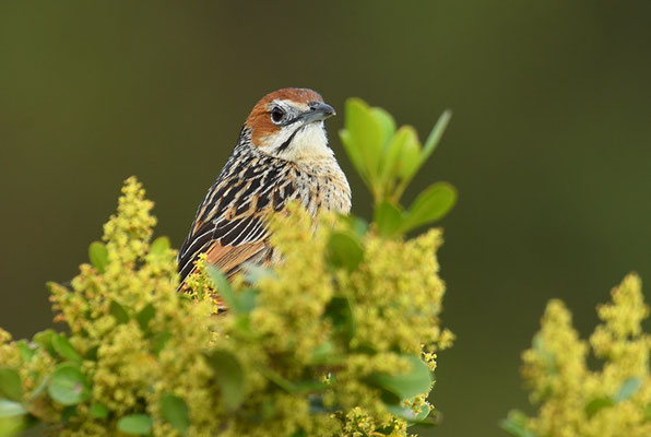 KAP-GRASSÄNGER, CAPE GRASSBIRD, SPHENOEACUS AFER