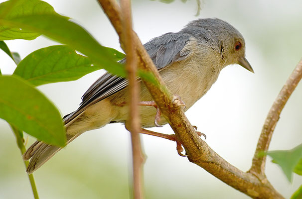ZWEIFARBENSPITZSCHNABEL, BICOLORED CONEBILL, CONIROSTRUM BICOLOR