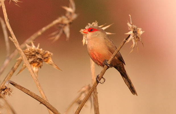 WELLENASTRILD, COMMON WAXBILL, ESTRILDA ASTRILD