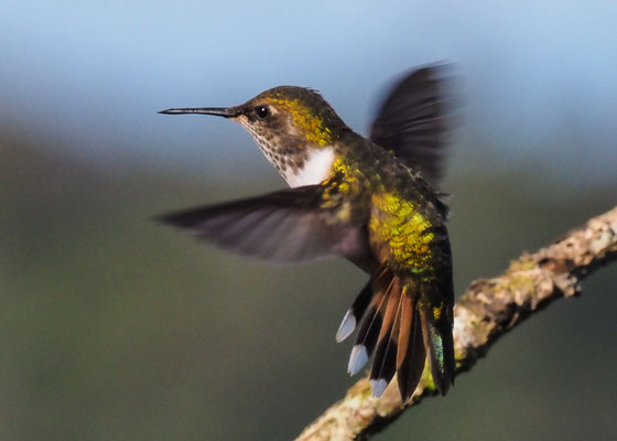 VULKANELFE, VOLCANO HUMMINGBIRD, SELASPHORUS FLAMMULA