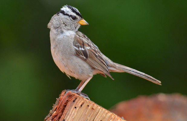 DACHSAMMER, WHITE-CROWNED SPARROW, ZONOTRICHIA LEUCOPHRYS
