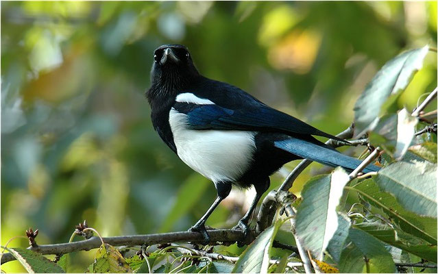 ELSTER, MAGPIE, PICA PICA