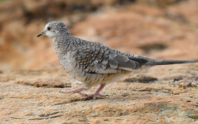 SCHUPPENTÄUBCHEN, SCALED DOVE, COLUMBINA SQUAMMATA