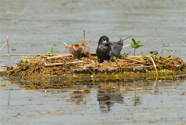 TRAUERSEESCHWALBE, BLACK TERN, CHLIDONIAS NIGER