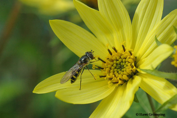 FRÜHE FRÜHLINGSSCHWEBFLIEGE, MELANGYNA LASIOPHTHALMA