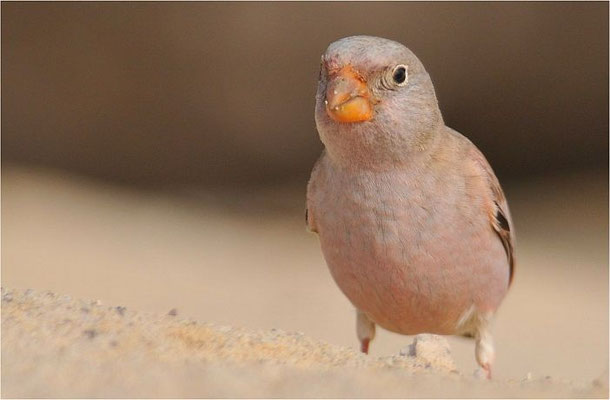 WÜSTENGIMPEL, TRUMPETER FINCH, BUCANETES GITHAGINEUS