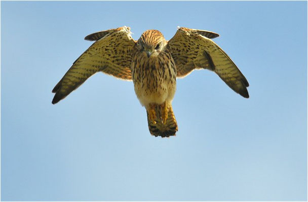 TURMFALKE, KESTREL, FALCO TINNUNCULUS