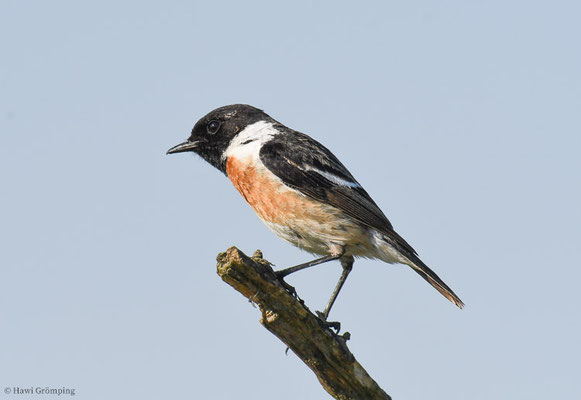 SCHWARZKLEHLCHEN, STONECHAT, SAXICOLA TORQUATA