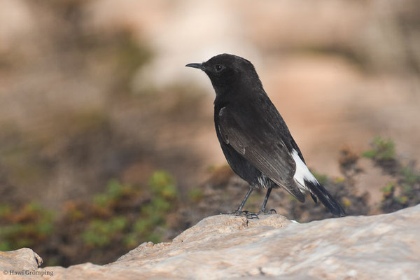 TRAUERSTEINSCHMÄTZER, BLACK WHEATEAR, OENANTHE LEUCURA