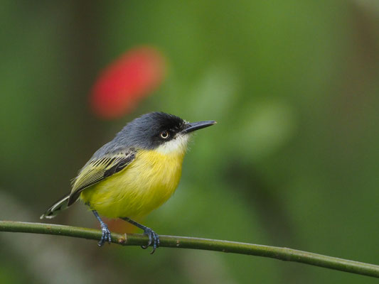 GELBBAUCH-SPATELTYRANN, COMMON TODY-FLYCATCHER - TODIROSTRUM CINEREUM