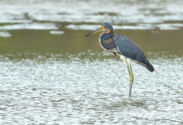 DREIFARBENREIHER TRICOLORES HERON, EGRETTA TRICOLOR