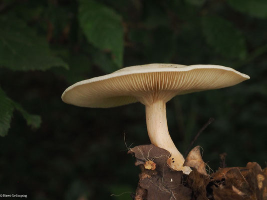 Bleiweißer Trichterling - Clitocybe phyllophila
