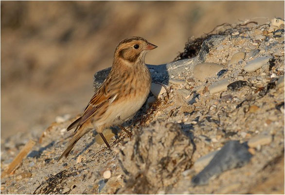 SPORNAMMER, LAPLAND BUNTING, CALCARIUS LAPPONICUS