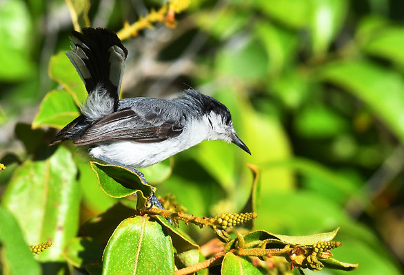 Amazonasmückenfänger, Tropical gnatcatcher, Polioptila plumbea