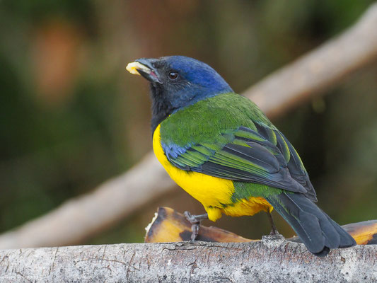 SCHWARZBRUST-BERGTANGARE, BLACK-CHESTED MOUNTAIN-TANAGER - CNEMATHRAUPIS EXIMIA