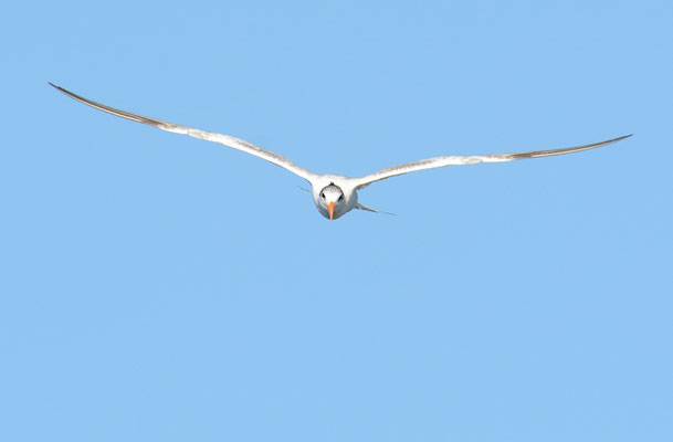 KÖNIGSSEESCHWALBE, ROYAL TERN, THALASSEUS MAXIMUS