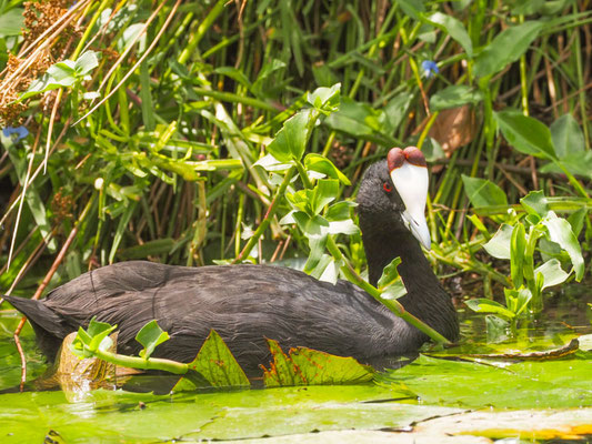 KAMMBLÄSSHUHN, RED-KNOBBED COOT, FULICA CRISTATA