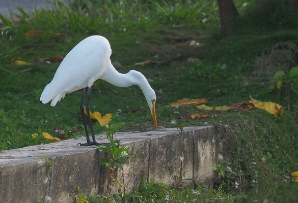 SILBERREIHER, GREAT EGRET, ARDEA ALBA