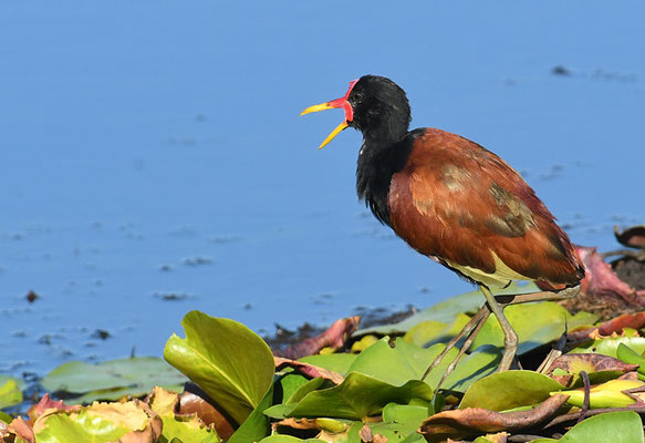 ROTSTIRNBLATTHÜHNCHEN, WATTLED JACANA, JACANA JACANA