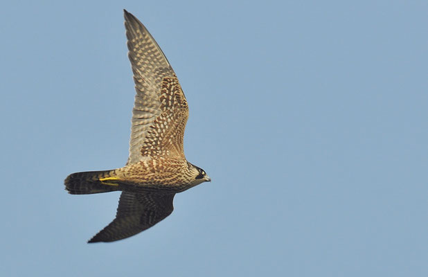 WANDERFALKE, PEREGRINE FALCON, FALCO PEREGRINUS