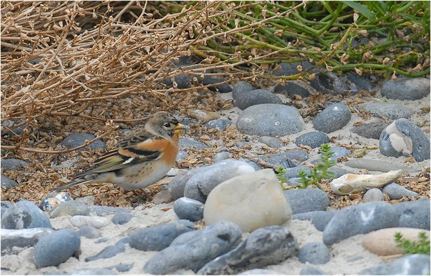 BERGFINK, BRAMBLING, FRINGILLA MONTIFRINGILLA