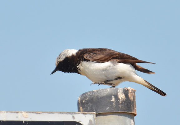 NONNENSTEINSCHMÄTZER, PIED WHEATEAR, OENANTHE PLESCHANKA