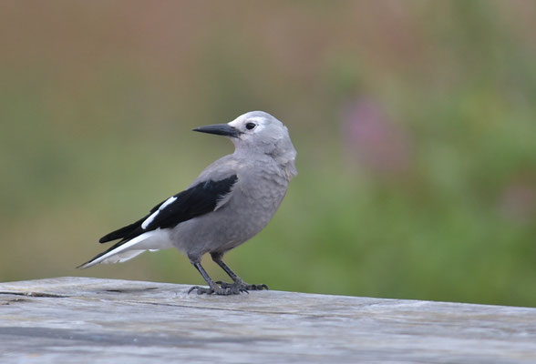 KIEFERNHÄHER, CLARK´S NUTCRACKER, NUCIFRAGA COLUMBIANA