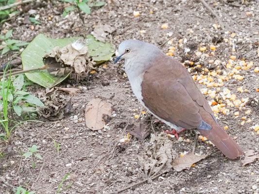 Fahltaube, Pallid Dove - Leptotila pallida