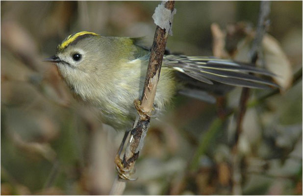 WINTERGOLDHÄHNCHEN, GOLDCREST, REGULUS REGULUS