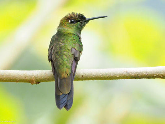 Violettstirn-Brillantkolibri, Violet-fronted Brillant - Heliodoxa leadbeateri