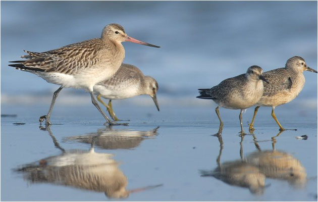 PFUHLSCHNEPFE, BAR-TAILED GODWIT, LIMOSA LAPPONICA
