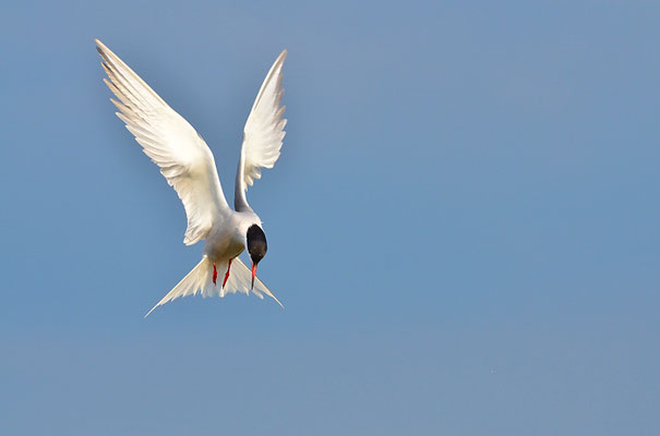 FLUSSSEESCHWALBE, COMMON TERN, STERNA HIRUNDO