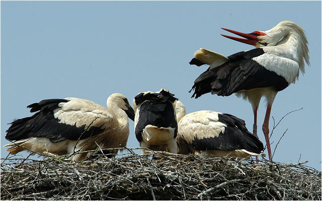 WEISSSTORCH, WHITE STORK, CICONIA CICONIA