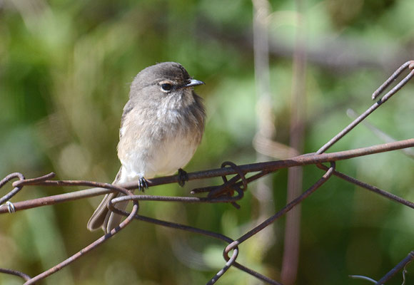 DUNKELSCHNÄPPER, AFRICAN DUSKY FLYCATCHER, MUSCICAPA ADUSTA