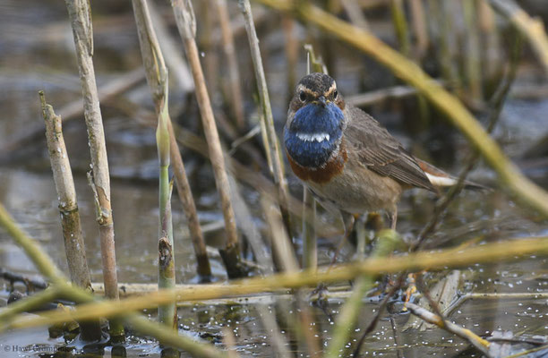 BLAUKEHLCHEN, BLUETHROAT, LUSCINIA SVECICA