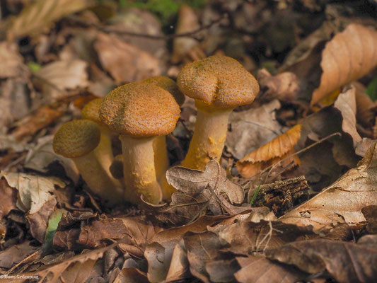 Gelbschuppiger Hallimasch - Armillaria lutea