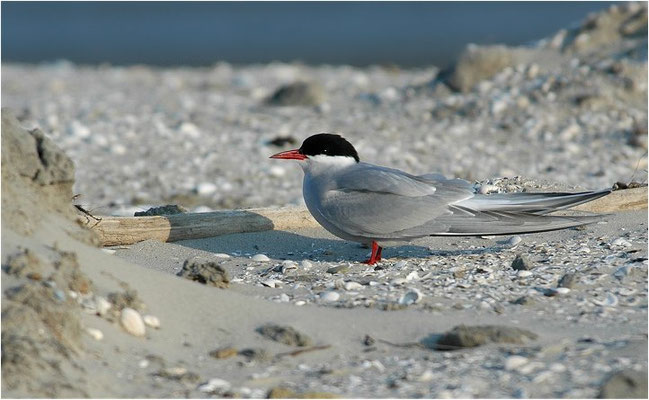 KÜSTENSEESCHWALBE, ARCTIC TERN, STERNA PARADISAEA