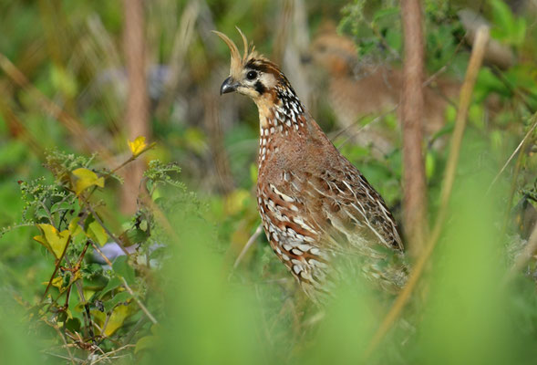 HAUBENWACHTEL, CRESTED BOBWHITE, COLINUS CRISTATUS