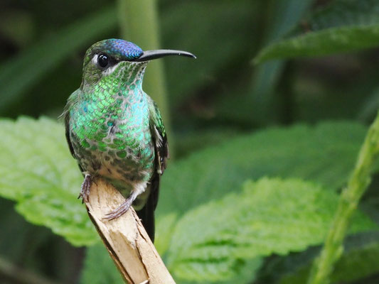 VIOLETTSTIRN-BRILLANTKOLIBRI, VIOLET-FRONTED BRILLANT - HELIODOXA LEADBEATERI